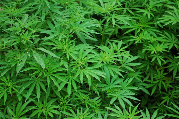 Lopott árammal termesztettek kábítószert Veresegyházon