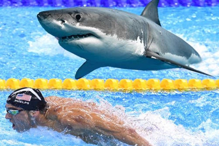 Egy cápával versenyzett Michael Phelps